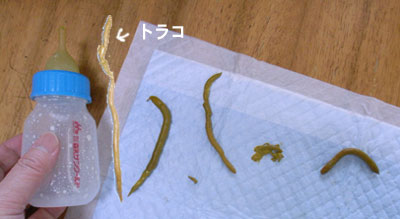 a0064067_0535187.jpg