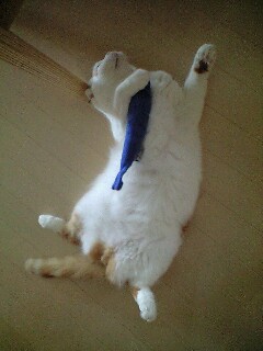 あおざかな まるの場合 まんまる日記