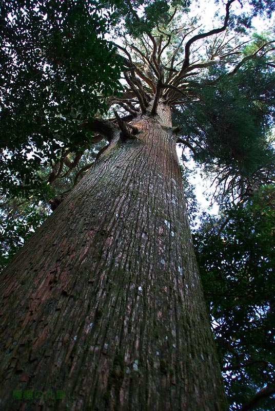 f0173067_1552494.jpg