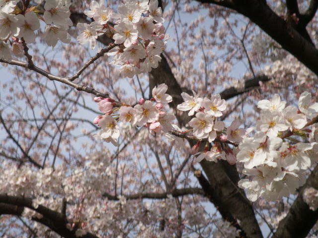 2009　お花見_a0045669_14431087.jpg