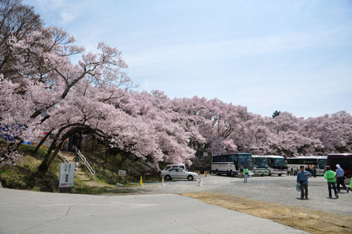 Takato Kohigan-Zakura Touring vol.1_a0049369_2136058.jpg