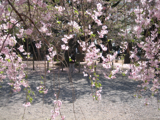 分福茶釜の茂林寺_e0173670_18431065.jpg