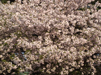 2009.4.12 久しぶりの神宮外苑_a0083571_0381886.jpg