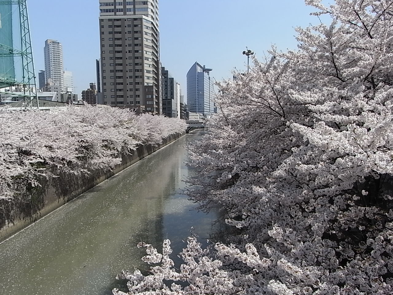 目黒川の桜。_e0152171_1533378.jpg