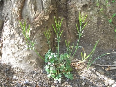 足元の小さな小さな植物_c0112172_12461642.jpg