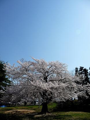 ようやく満開、長野のサクラ_f0049074_22153374.jpg