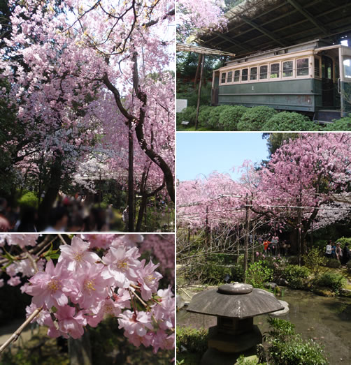 桜2009 part4　-平安神宮　神苑の桜-_d0074578_84364.jpg