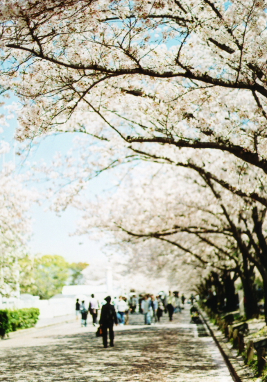 今年もやっぱり！万博記念公園へお花見♪_b0115579_9133258.jpg