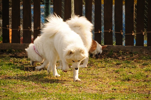 とぶき　200903 36_c0109780_18291751.jpg