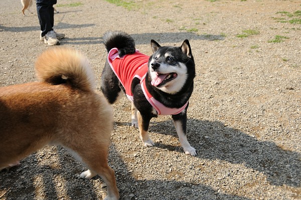 とぶき　200903 36_c0109780_18323147.jpg