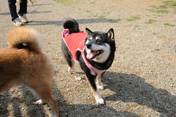 とぶき　200903 36_c0109780_18323888.jpg