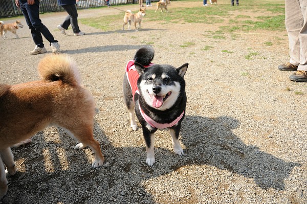 とぶき　200903 36_c0109780_18324897.jpg