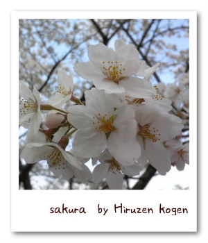 sakura その２。_f0082382_15585943.jpg