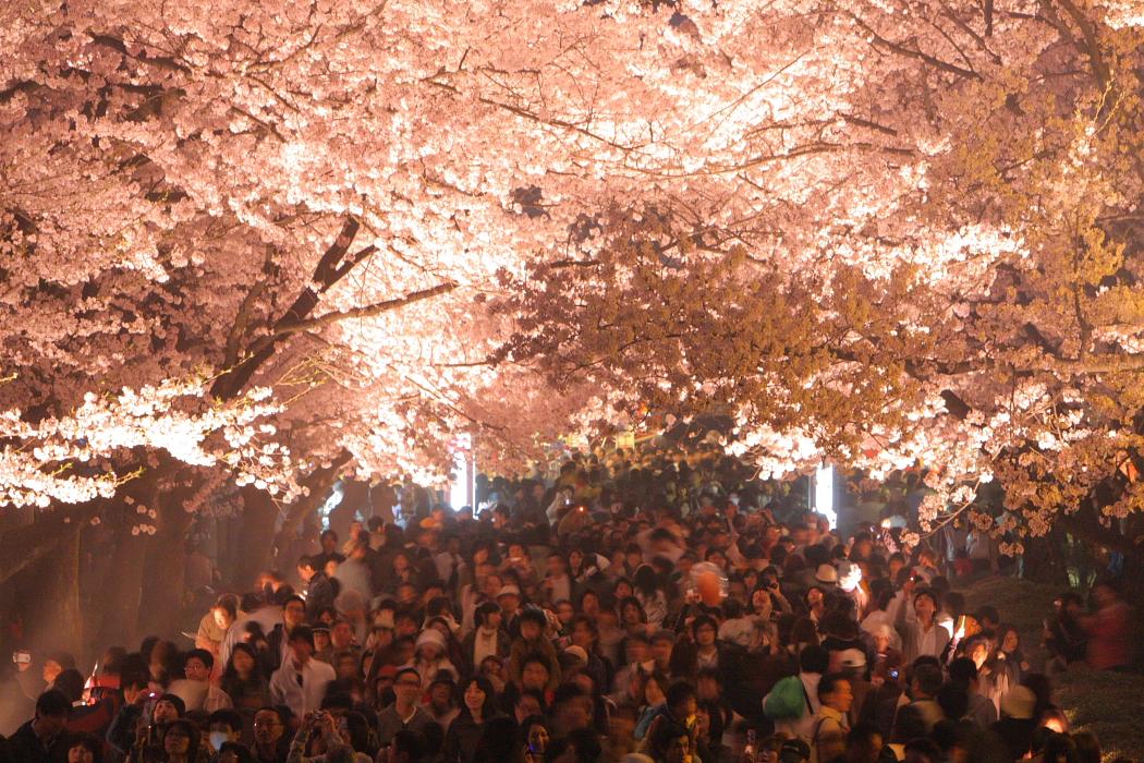 日本三大夜桜 上越高田城百万人 観桜会 旅３ 常陸のt S Blog