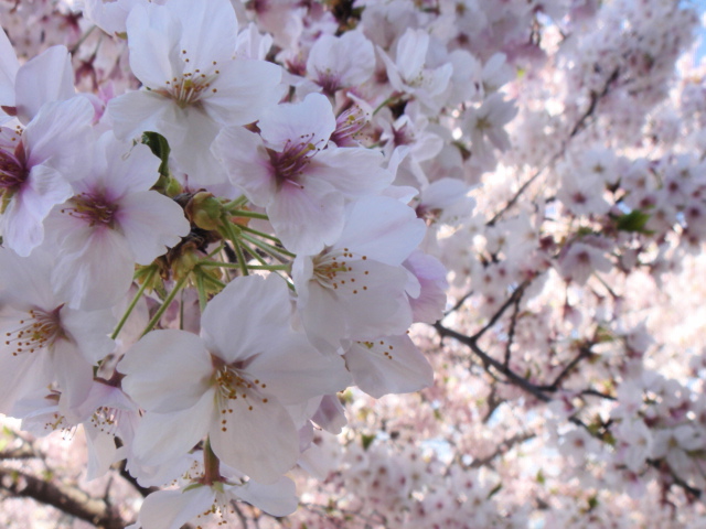 わが家の桜。_c0184384_14242776.jpg