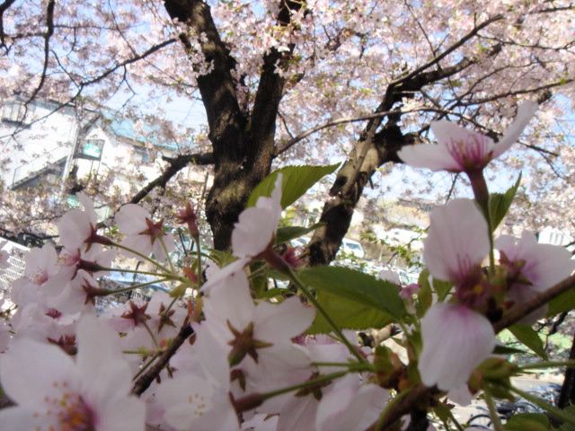 わが家の桜。_c0184384_1425773.jpg