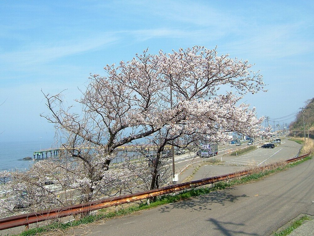 郷津海岸の桜！_e0065084_081145.jpg