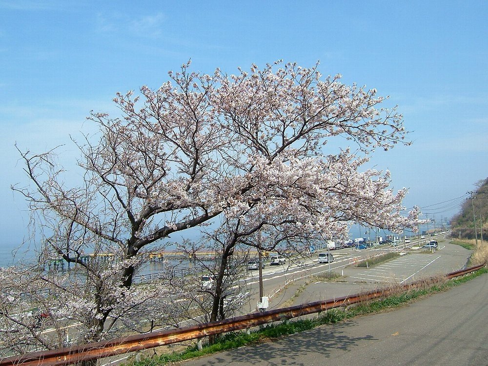 郷津海岸の桜！_e0065084_082925.jpg