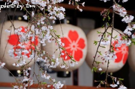 京を歩く～洛西「平野神社」  _b0155692_17543983.jpg