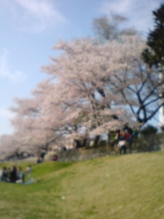 お花見のお供☆_a0045193_17281636.jpg