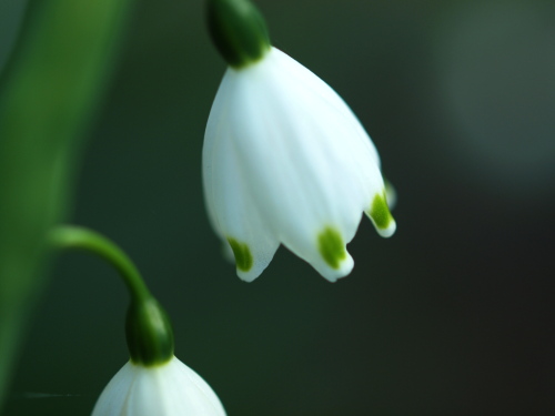 花だけを(*^^)v_f0183393_22314432.jpg