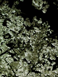 f0177295_10262531.jpg