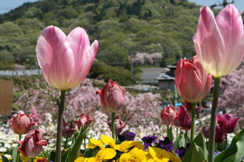 東谷山フルーツパークのお花たち～☆_f0158596_2383232.jpg