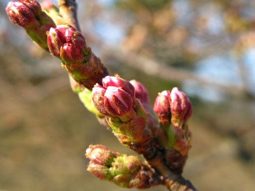 弘前公園のサクラの状況（4/11）_d0021097_042362.jpg