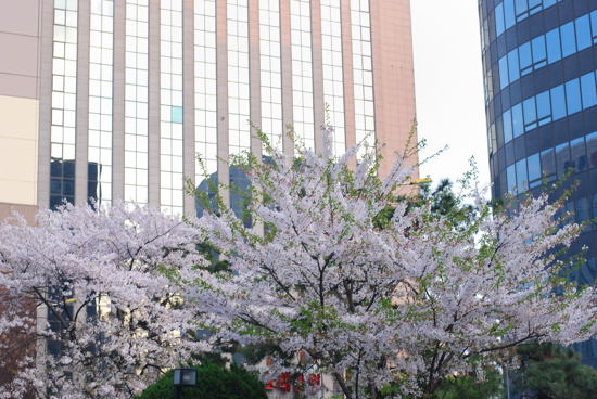 桜、桜。_e0166398_0471570.jpg