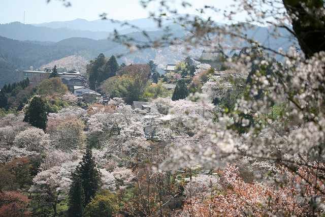 吉野千本桜_f0118400_1435878.jpg