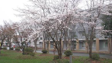 ３年前の今日は、重文本館の桜が満開でした_c0075701_17364982.jpg