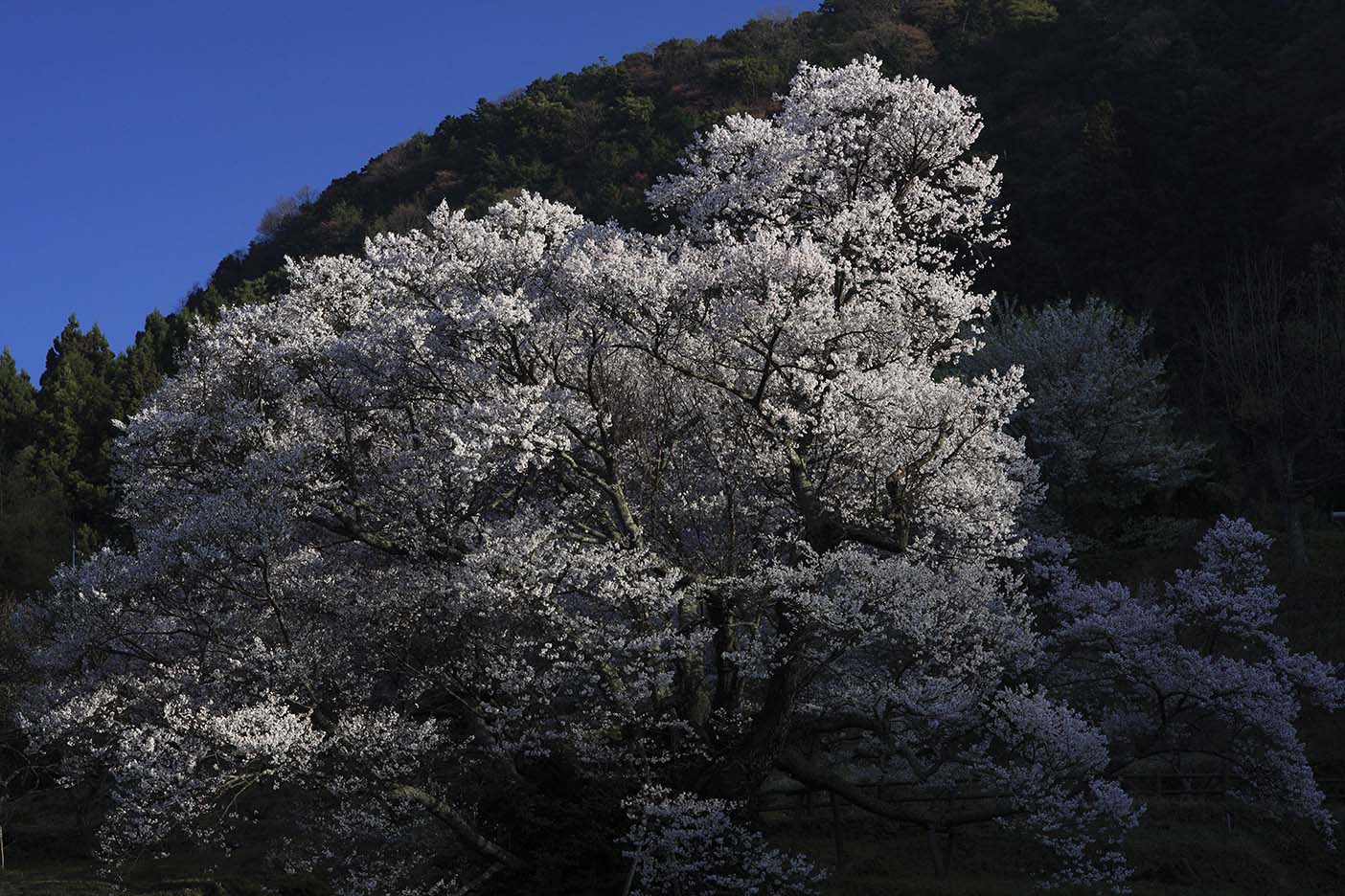 b0137402_657527.jpg