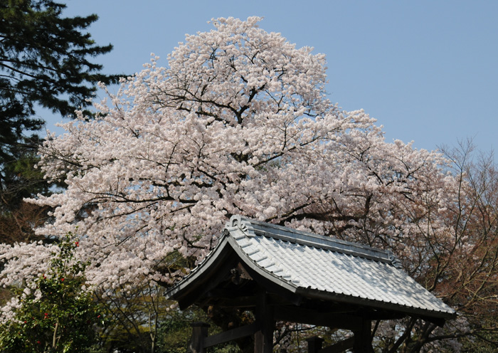 城址の桜　～金沢城公園～_b0158403_10265132.jpg