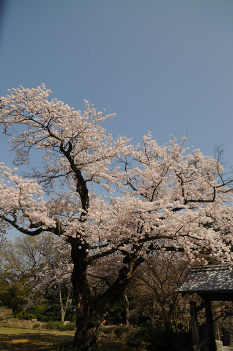 城址の桜　～金沢城公園～_b0158403_10272180.jpg