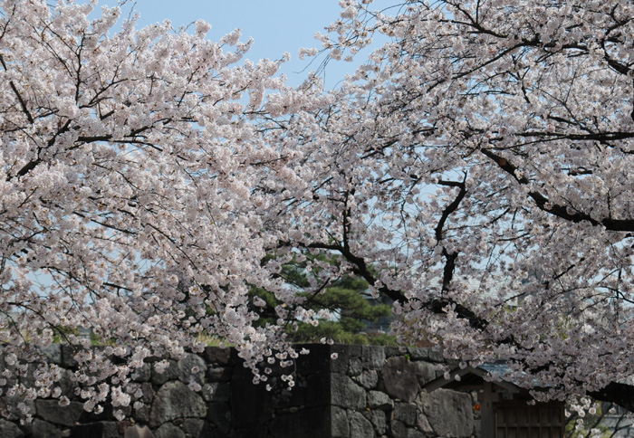 城址の桜　～金沢城公園～_b0158403_10325051.jpg