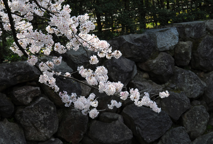 城址の桜　～金沢城公園～_b0158403_1034014.jpg