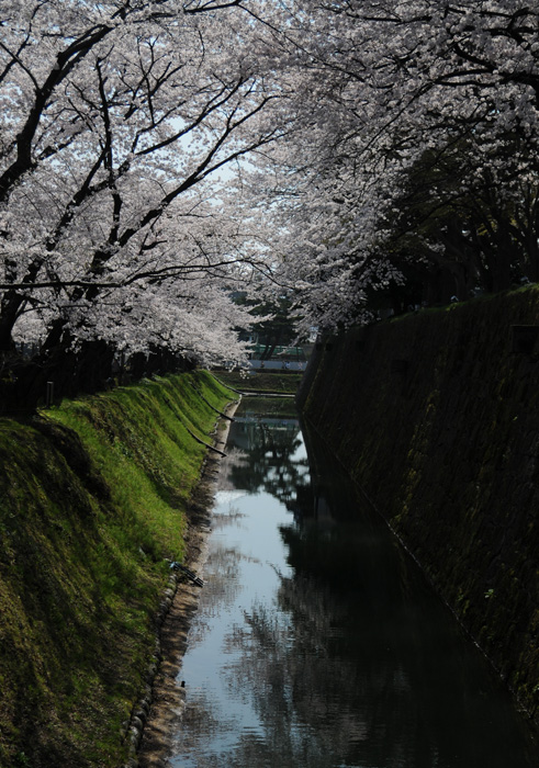 城址の桜　～金沢城公園～_b0158403_1717436.jpg