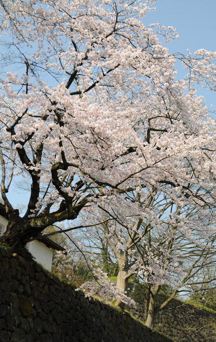 城址の桜　～金沢城公園～_b0158403_17191712.jpg