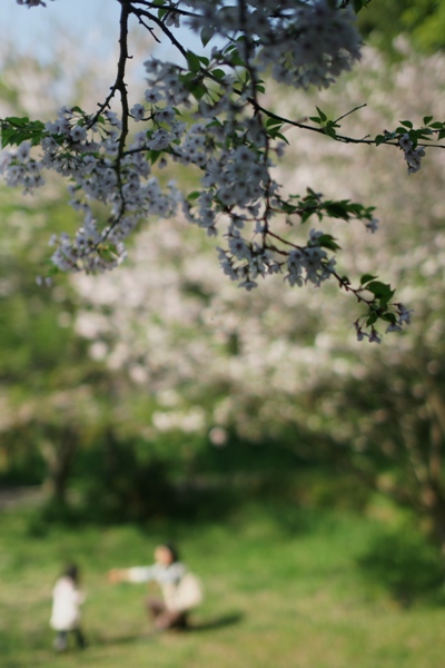 桜の光景_d0116804_0594244.jpg