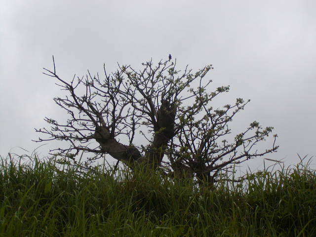 a0116010_412930.jpg