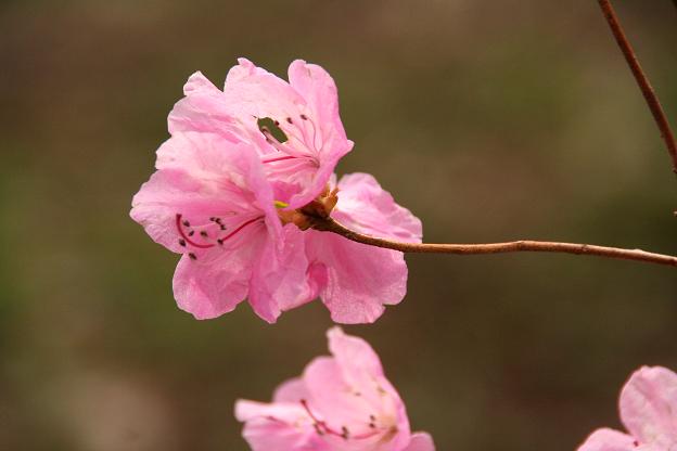 城山かたくりの里（Ⅵ）～～_c0083210_83858100.jpg