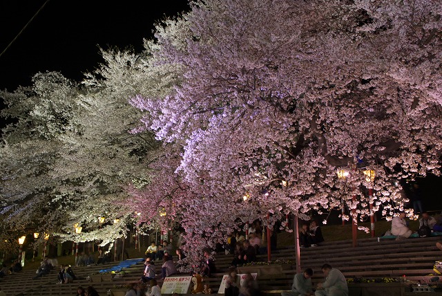夜桜_e0132310_10181261.jpg