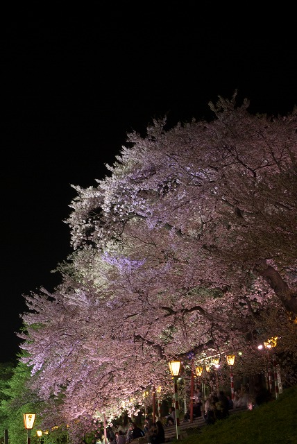 夜桜_e0132310_10184031.jpg