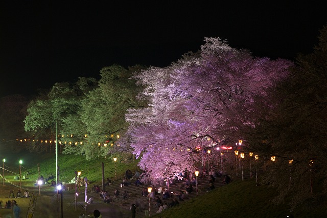 夜桜_e0132310_10185018.jpg