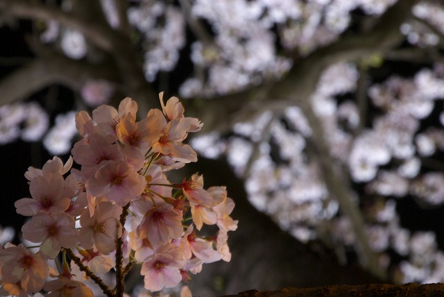 夜桜_e0132310_1019097.jpg