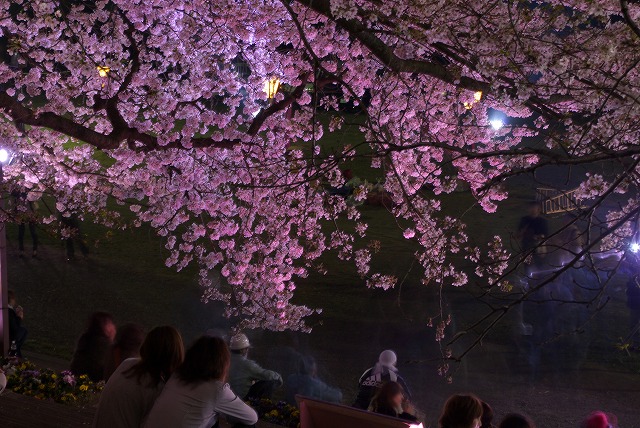 夜桜_e0132310_1019578.jpg