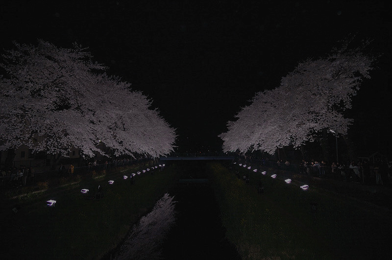 調布市野川ライトアップの桜　～桜第5R～_f0192814_1981534.jpg