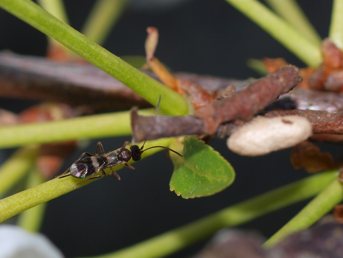 蜂と尺取り虫と繭 ゆきだより 日々つれづれ 蜂と尺取り虫と繭 ゆきだより 日々つれづれ