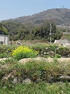 c0126615_8592080.jpg