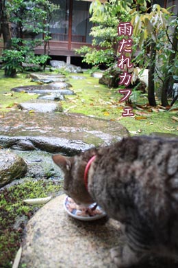 雨音はゴハンの調べ_e0156015_19565211.jpg